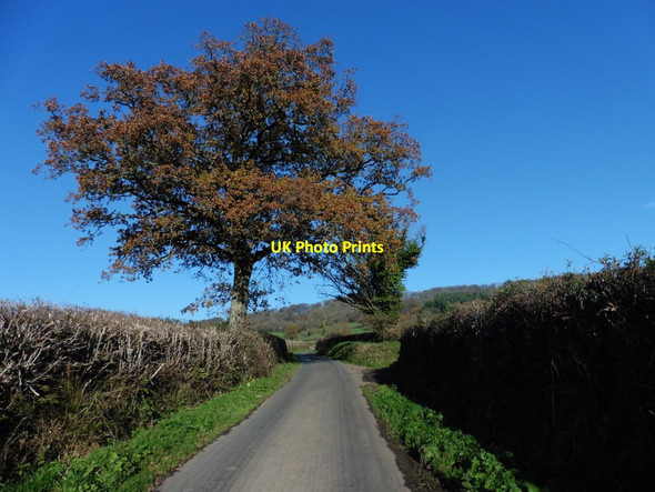 Photo 6"x4" Greenway Lane Awliscombe c2016