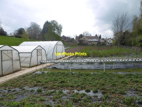 Photo 6"x4" Ross Community Garden Ross-on-Wye c2016