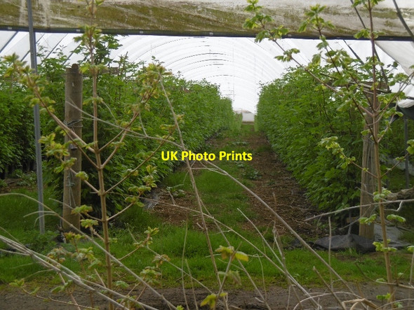 Photo 6"x4" Polytunnels, Springetts Lane Kingstone\/SO6324 c2016