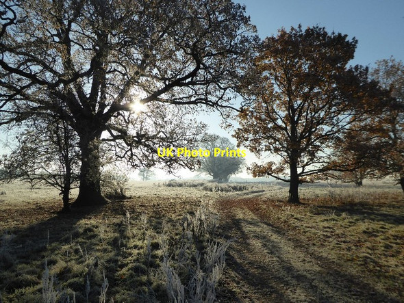 Photo 6"x4" Frosty Croome Park Dunstall Common c2016