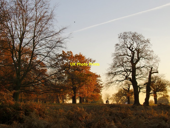 Photo 6"x4" Oaks at sunset, late November Kingston Upon Thames c2016