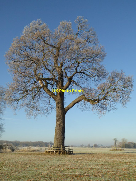 Photo 6"x4" Tree in Croome Park on a frosty morning Dunstall Common c2016