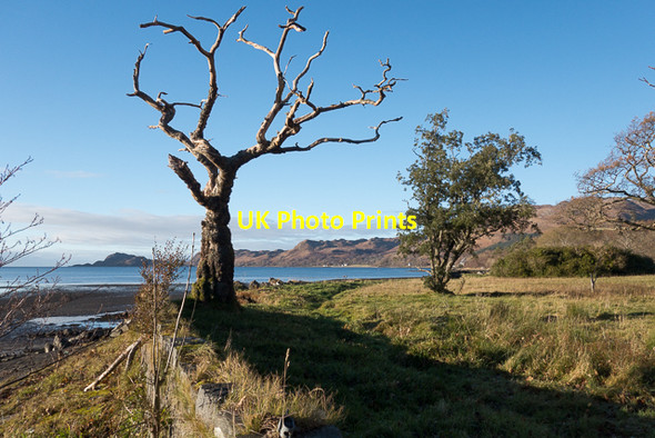 Photo 6"x4" Dead tree at the edge of the grounds of Inverie House Inverie c2016