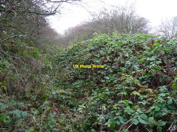 Photo 6"x4" Former towpath, Dearne & Dove Canal [2] Low Laithes\/SE3804 c2016