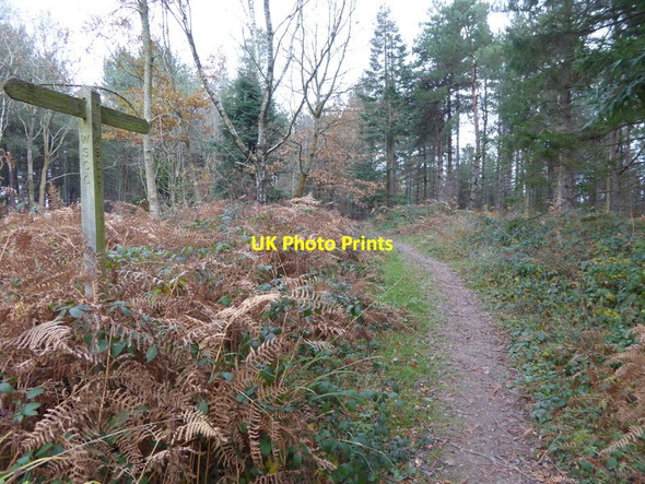 Photo 6"x4" Bridleway going northwards in Finche's Wood Monk's Gate c2016