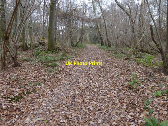 Photo 6"x4" Footpath going east in Spring Wood Monk's Gate c2016