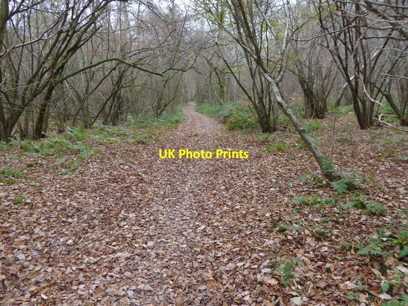 Photo 6"x4" Footpath going west in Spring Wood Monk's Gate c2016