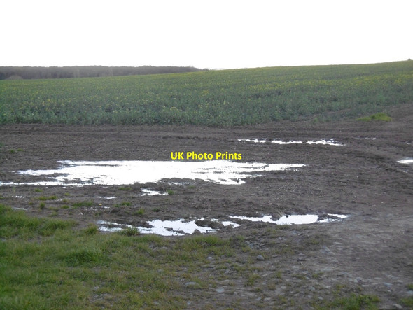 Photo 6"x4" Oil seed rape, Preston Court Preston\/SO6734 c2016
