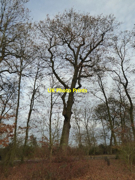 Photo 6"x4" Tree in the Shrubbery, Croome Park High Green\/SO8745 c2016