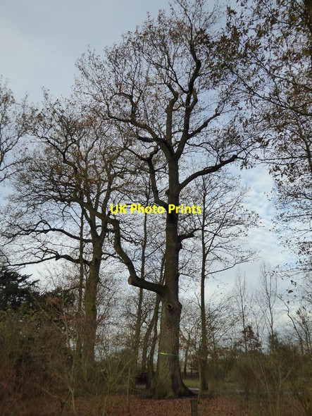 Photo 6"x4" Tree in the Shrubbery in Croome Park High Green\/SO8745 c2016