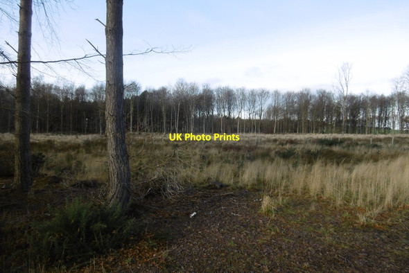 Photo 6"x4" Clearing, Barebanes Wood Whitekirk c2016