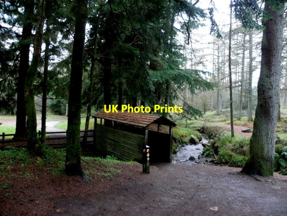 Photo 6"x4" Gortin Glens Forest Park Gortin c2016