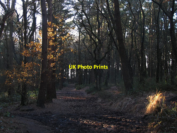 Photo 6"x4" A shaft of sunlight in the pinewood Cloud Side c2016