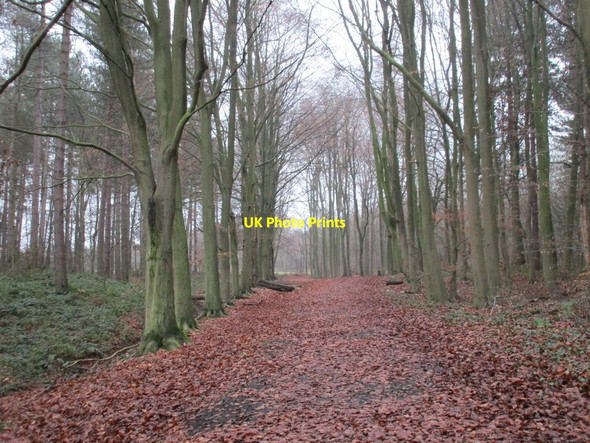 Photo 6"x4" Beech avenue in Laughton Forest Scotterthorpe c2016