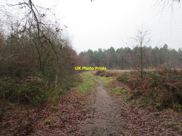 Photo 6"x4" Laughton Forest Kelfield\/SE8201 c2016