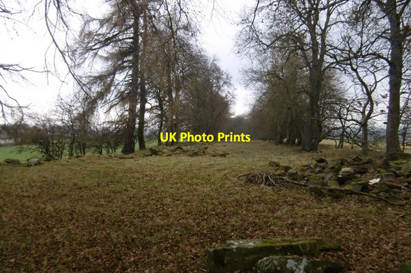 Photo 6"x4" Strip wood, West Mains Huntingtower c2016