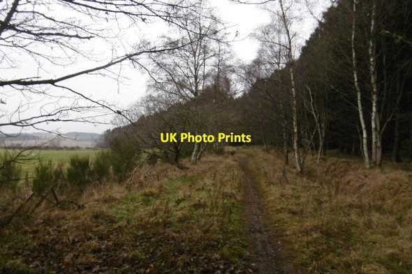 Photo 6"x4" Path in Methven Wood Lochty\/NO0625 c2016