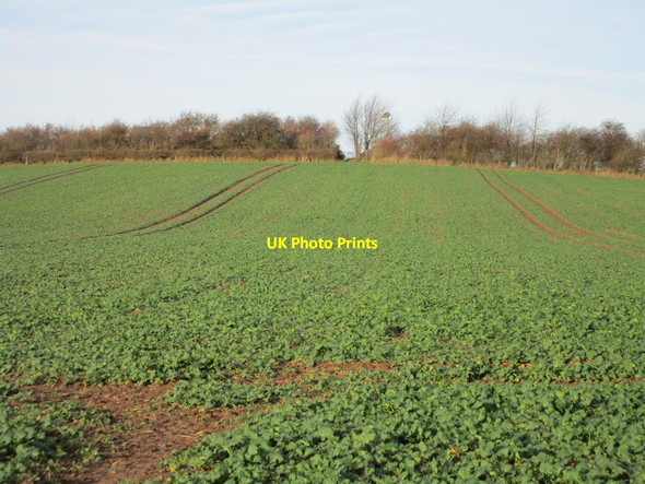 Photo 6"x4" Field of oilseed rape and gap in the hedge Tuxford c2016