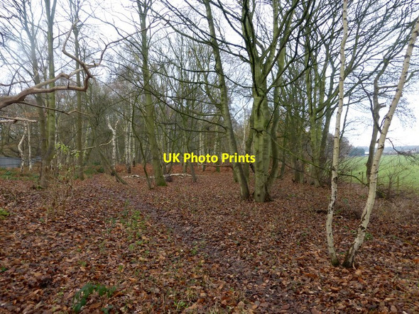 Photo 6"x4" Footpath in Kings Wood Austerfield c2016
