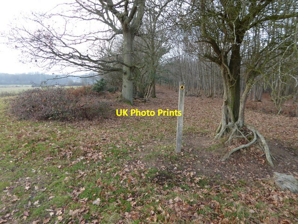 Photo 6"x4" Footpath enters Coate's Furzefield Copsale c2016