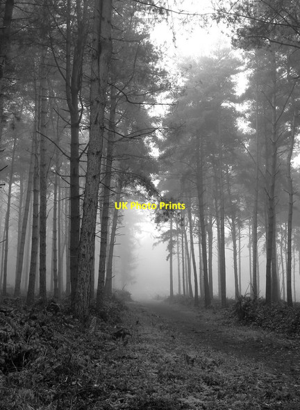 Photo 6"x4" Foggy day at Albury (1) Albury\/TQ0547 c2016