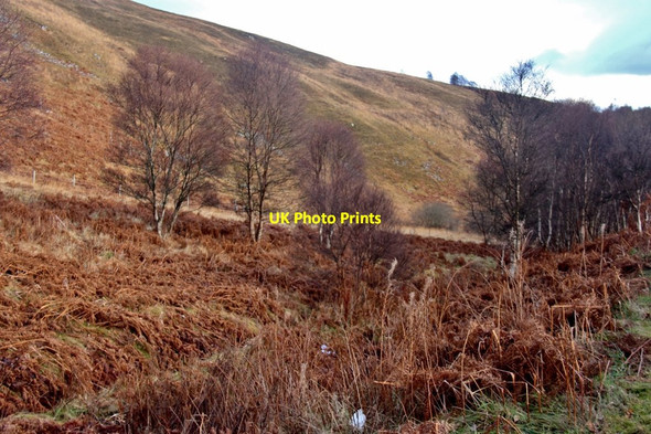 Photo 6"x4" Birches on Tom Buidhe na Creige Fiacail Mh\u00f2r c2016