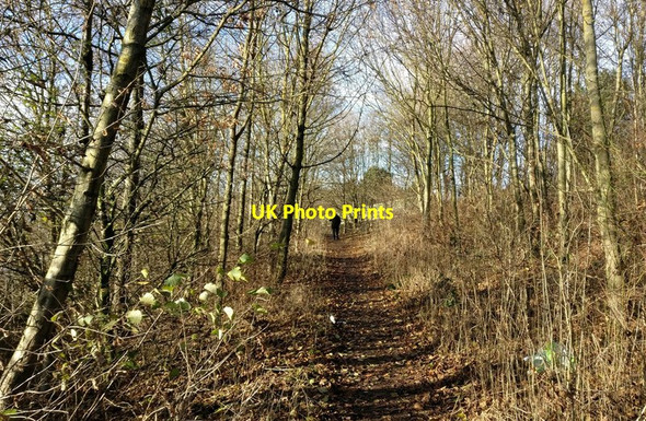 Photo 6"x4" Tree lined path Braunstone c2016