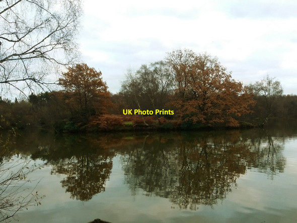 Photo 6"x4" Island in Shakerley Mere Allostock c2016