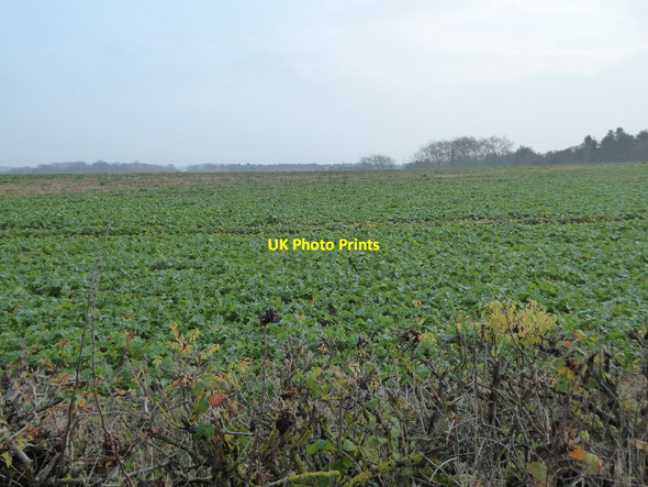 Photo 6"x4" Arable field at Croome Dunstall Common c2016