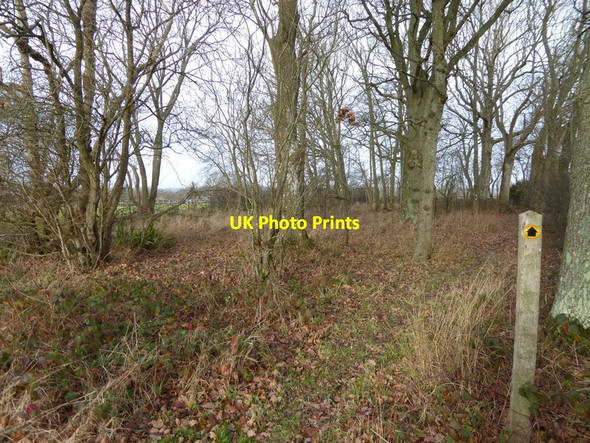 Photo 6"x4" Footpath enters small wood Goddards' Green c2016