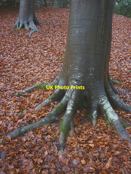 Photo 6"x4" Beech trunks and roots, Eaves Wood Elmslack c2016