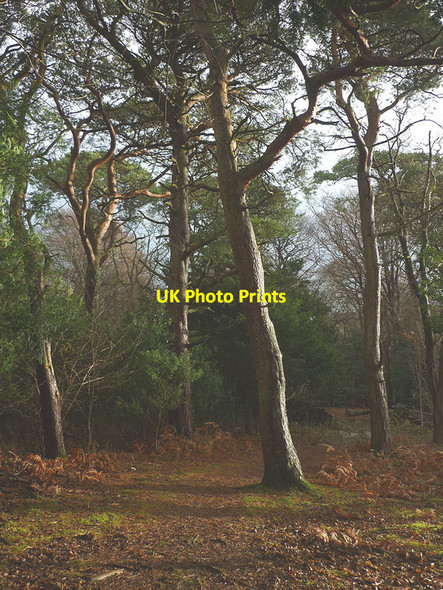Photo 6"x4" Scots pines, Eaves Wood Elmslack c2016