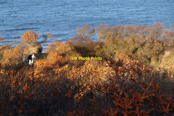 Photo 6"x4" Sea Buckthorn on the dunes at Gullane Bents Gullane c2016