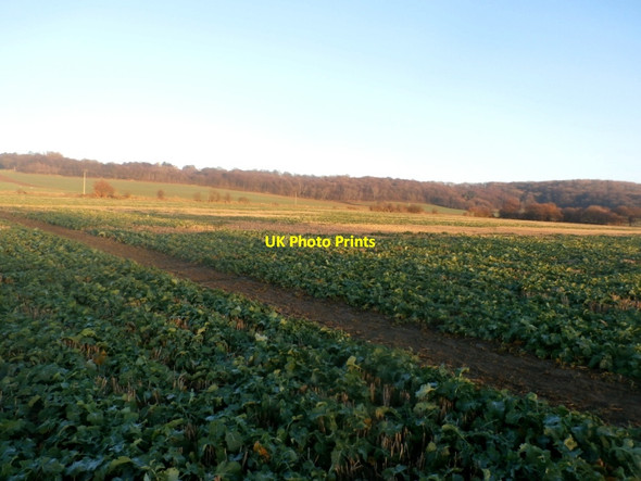 Photo 6"x4" Footpath and Crop Field near High Melton High Melton c2016