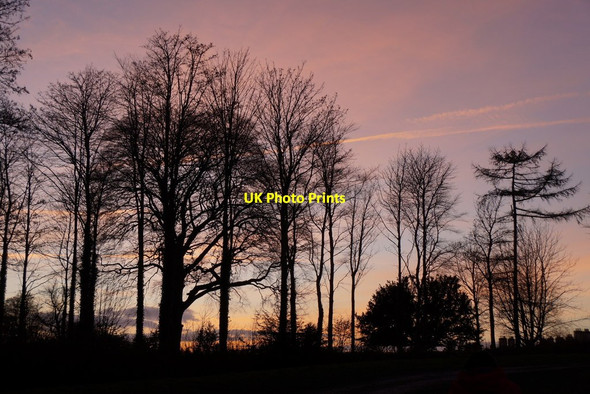 Photo 6"x4" Winter trees at dusk, Dalkeith Country Park Dalkeith\/NT3467 c2016
