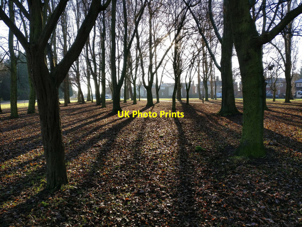 Photo 6"x4" Trees on the Cort Crescent roundabout Braunstone c2016