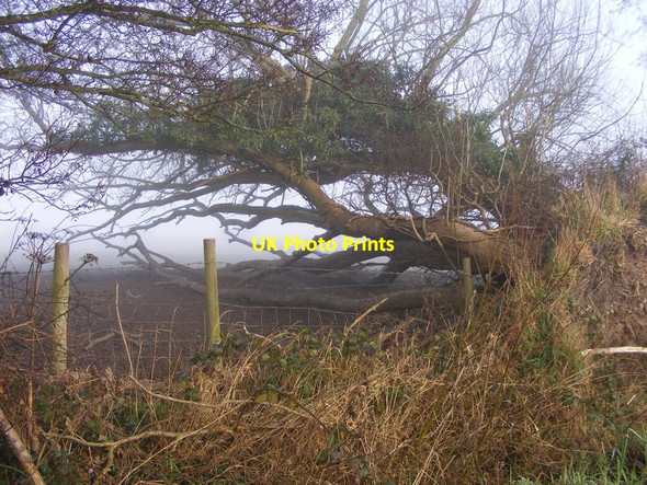 Photo 6"x4" Horizontal Tree Great Moor\/SO8398 c2016