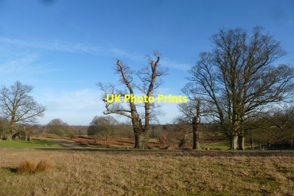 Photo 6"x4" Across part of Knole Park Sevenoaks c2016