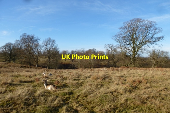 Photo 6"x4" Resting deer Sevenoaks c2016