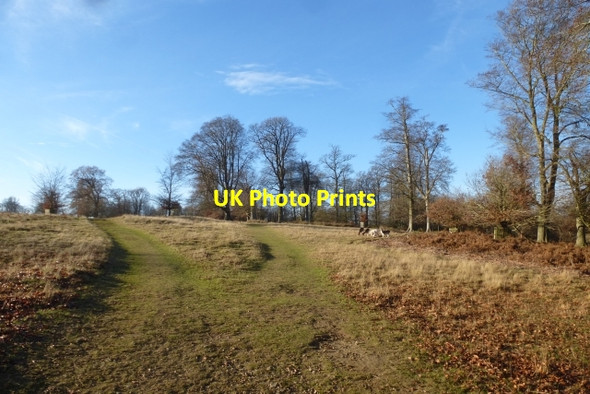 Photo 6"x4" Knole Deer Park Sevenoaks c2016