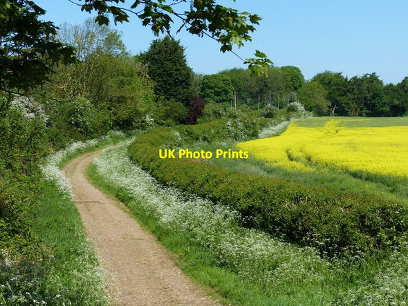 Photo 6"x4" The Drift north of the Big Wood Harston\/SK8331 c2014