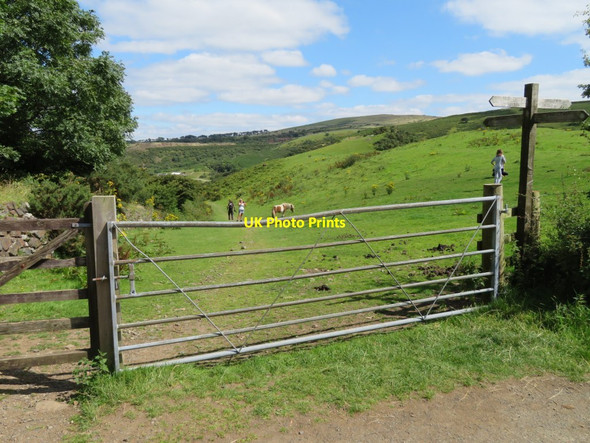 Photo 6"x4" Dartmoor wildlife Meldon\/SX5592 c2016