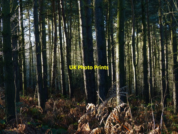 Photo 6"x4" Bardon Hill Wood Agar Nook c2017
