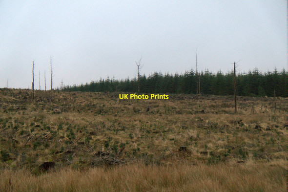 Photo 6"x4" Cleared forestry, Tweedhopefoot Rig Smid Hope Burn c2017