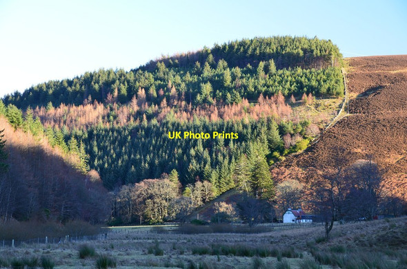 Photo 6"x4" Glenvalley and Larch Wood, The Glen Estate Larch Wood\/NT2932 c2017