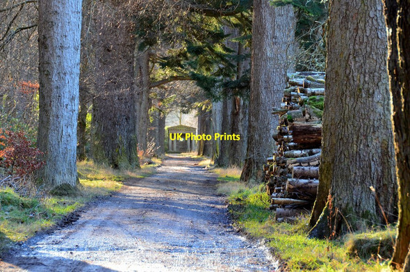 Photo 6"x4" Avenue and pavilion, The Glen Larch Wood\/NT2932 c2017