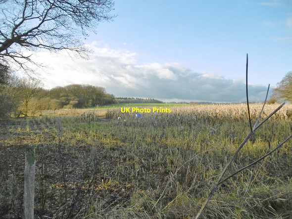 Photo 6"x4" Aughton, maize patch Aughton\/SU2356 c2017
