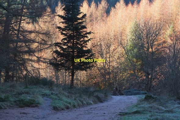 Photo 6"x4" Path junction above Shieldgreen Mailingsland c2017