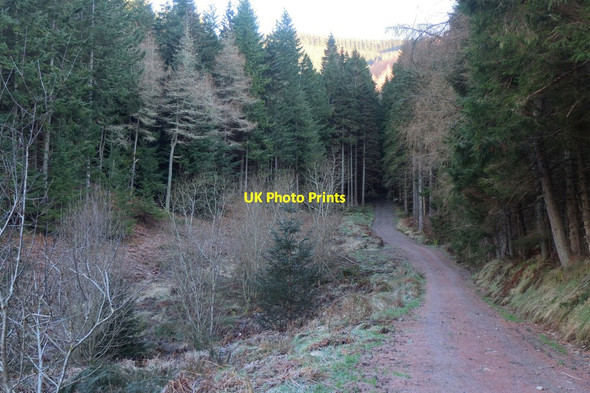 Photo 6"x4" Forest track above Shieldgreen, Glentress Forest Mailingsland c2017