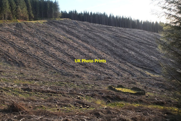 Photo 6"x4" Clear-felled slope, Tower Rig Mailingsland c2017